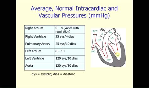 undefined | Medical mnemonics, Nursing school studying, Cardiovascular system