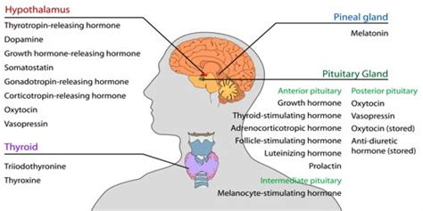 Hypothalamic Hormones - QS Study