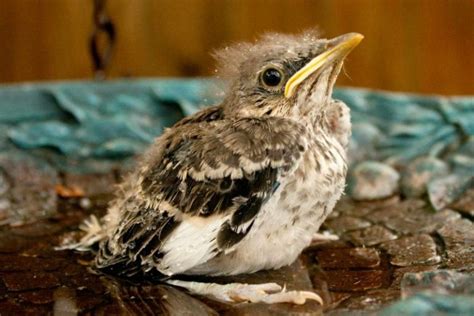 What Do Baby Birds Eat? - Daily Birder