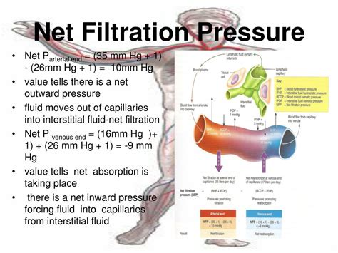 PPT - Blood Vessels PowerPoint Presentation, free download - ID:3036291