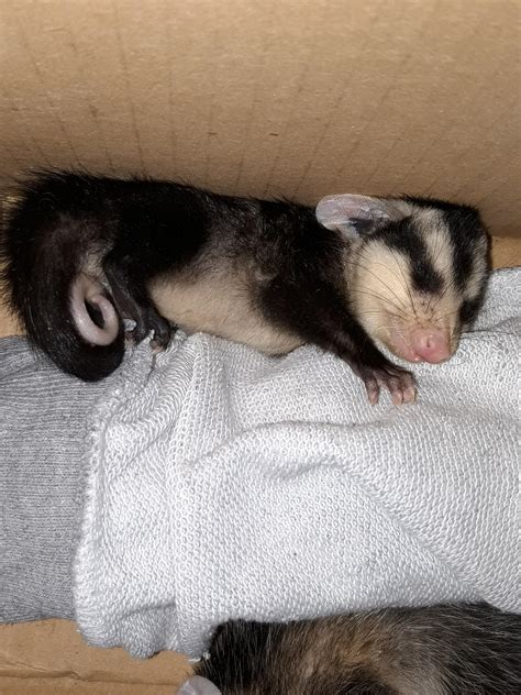 A baby opossum sleeping : r/TinyUnits