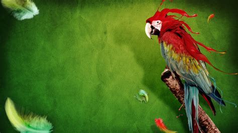 parrot clip art background - Clip Art Library