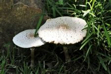 Five Amanita Mushrooms And Dew Free Stock Photo - Public Domain Pictures