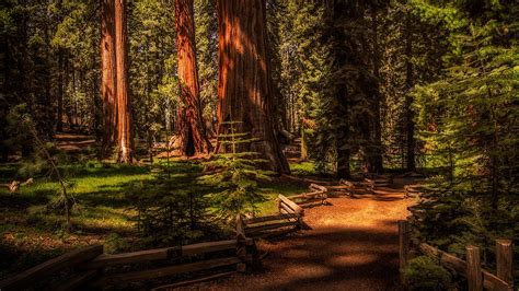 Sequoia National Park Wallpapers - Top Free Sequoia National Park Backgrounds - WallpaperAccess