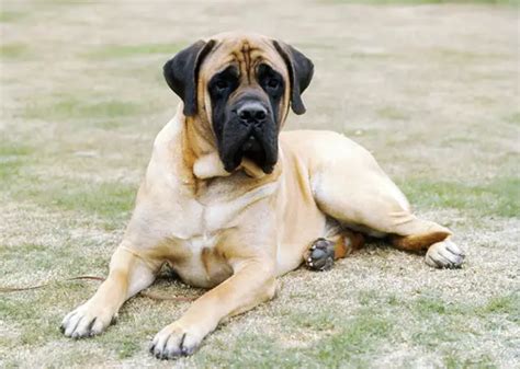 Belgian Mastiff: Everything You Need to Know - PetTime