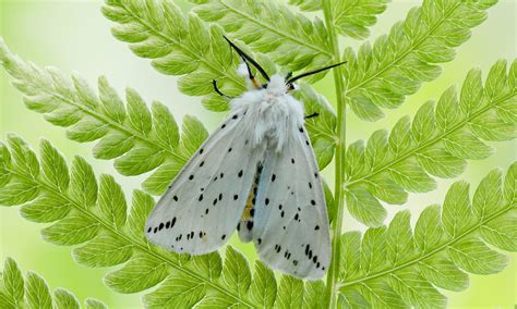 White Ermine | Butterfly Conservation