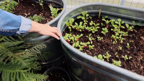 Easy Container Gardening:Vegetables & Herbs (video included) - Free Range Cottage