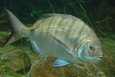 Common Bream (Diplodus sargus) - Brilliant Creation