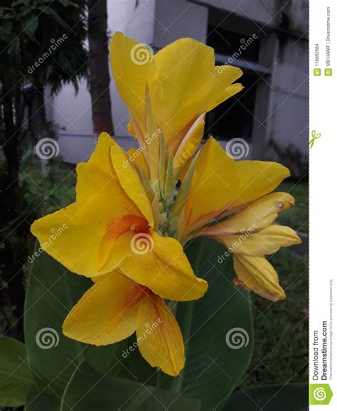 Dolon Chapa Flower with Rany Session Stock Photo - Image of dolon ...