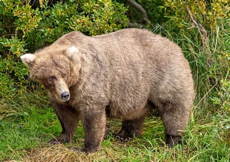 Fat Bear Week 2023 - We Love Bears Blog