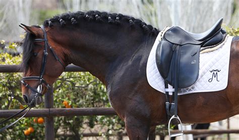 Dressage Horses from the Best Spanish Andalusian PRE