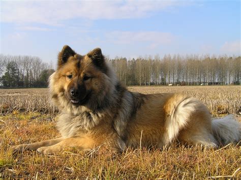 Eurasier dog in the field photo and wallpaper. Beautiful Eurasier dog in the field pictures