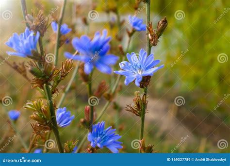 Blue Chicory Flower Close-up. Chicory Ordinary, Weed Plant. Meadow with Chicory Flowers Stock ...