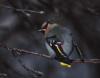 Bohemian Waxwing - Photos, facts, and identification tips