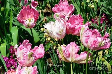 Garden Of Pink Parrot Tulips by Jeannie Rhode Photography | Parrot ...