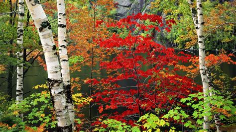 Download Colorful Colors Leaf Fall Birch Tree Nature Lake HD Wallpaper