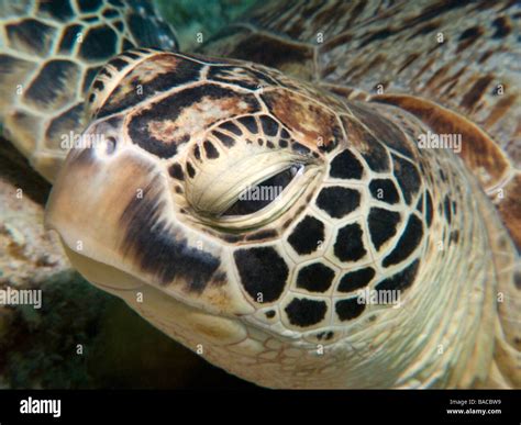 Close-up portrait of Green Sea Turtle's Head Stock Photo - Alamy