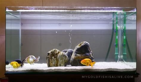 Goldfish In A Tank