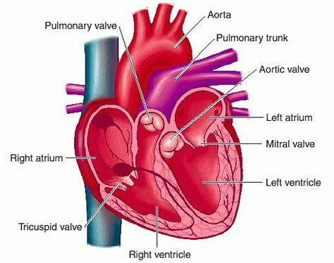 Heart Valve Repair or Replacement | Triad Cardiac and Thoracic Surgeons