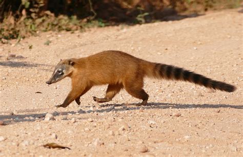 Discover The South American Coati (AKA The Ring-Tailed Coati) In Guyana! - Things Guyana