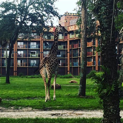 It’s All About the Animals at Disney’s Animal Kingdom Lodge | Florida ...