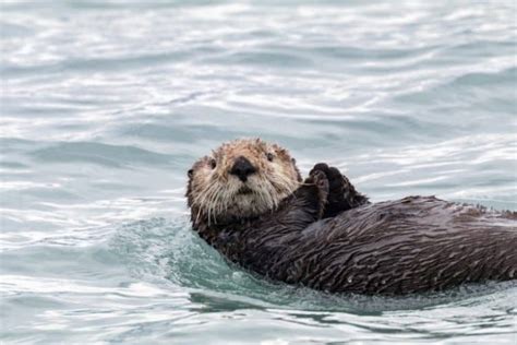 Alaska SeaLife Center Needs Support Rehabilitating Animals | Focusing on Wildlife