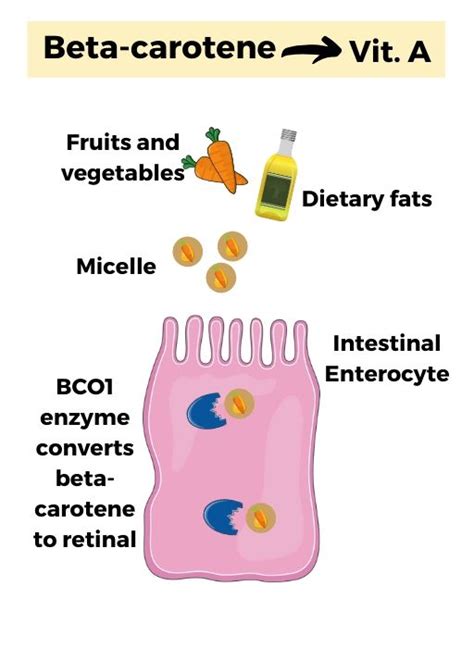 How Well Do You Convert Beta-Carotene to Vitamin A? | Genetic Lifehacks