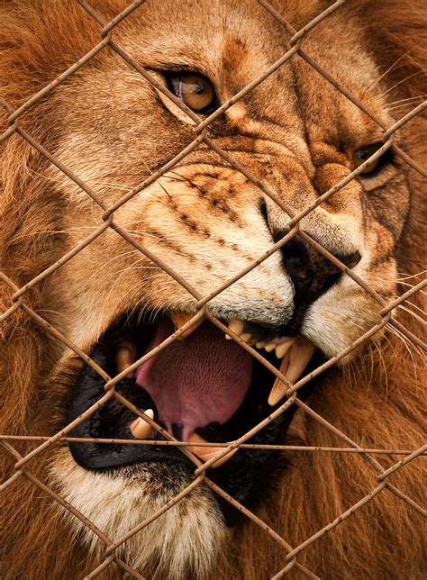 Raaaaaarhh | A lion in Zion Wildlife park in New Zealand whe… | Flickr