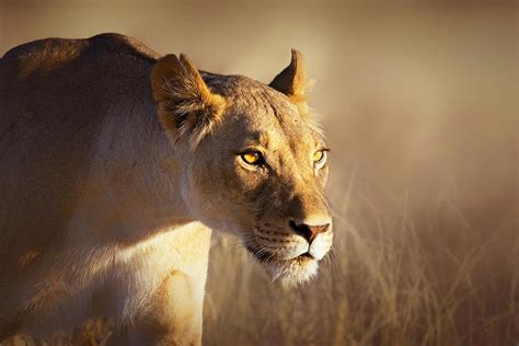 Lioness portrait-1 Photograph by Johan Swanepoel - Fine Art America