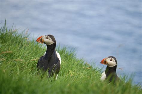 Magical realism in the Faroe Islands | Canadian Geographic