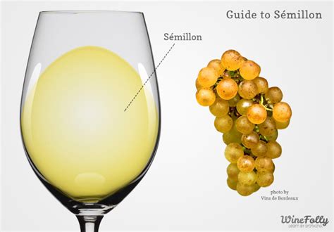 The Comprehensive Guide to Sémillon | Wine Folly