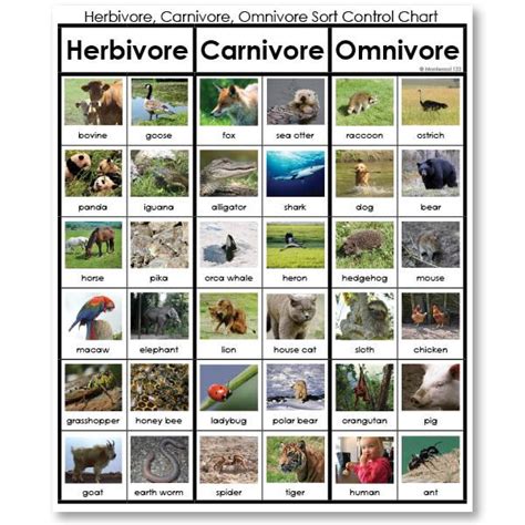 teeth of herbivores carnivores and omnivores - Google Search | Herbivore and carnivore ...