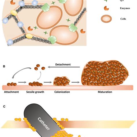 | Schematic of biofilm formation. (A) The structure of the... | Download Scientific Diagram