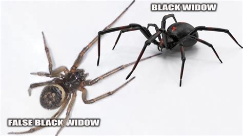 False Black Widow Identification, Habitat and Control - Pest Samurai