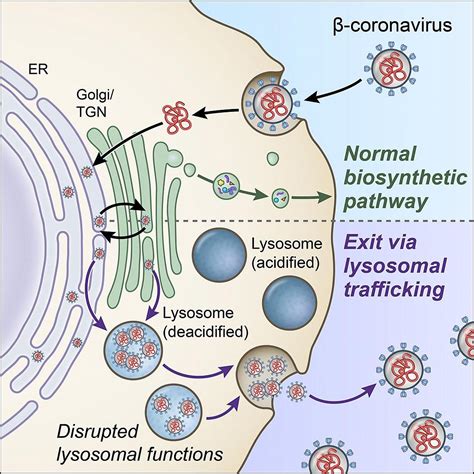 Scientists discover key pathway in lysosomes that coronaviruses use to exit cells