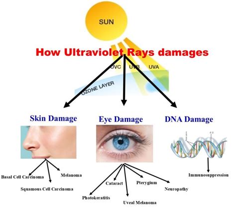How Ultraviolet rays damages-skin, eyes and DNA? g