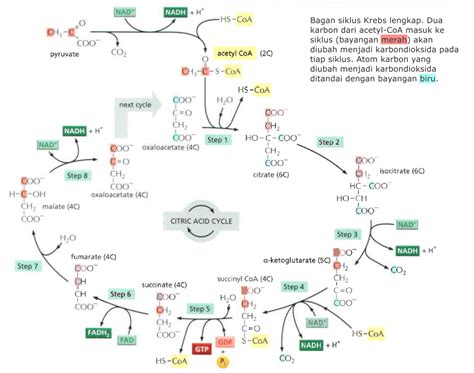 Pengertian Siklus Krebs / Siklus Asam Sitrat Dan Tahapan Tahapannya