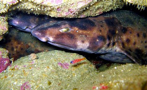 Swell Shark – "OCEAN TREASURES" Memorial Library