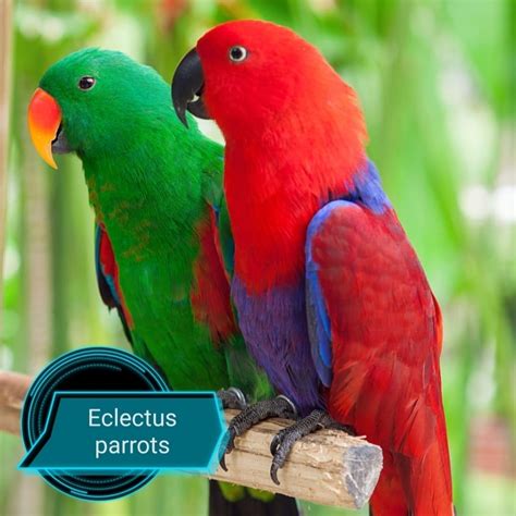 Eclectus Parrots – Best Bird International