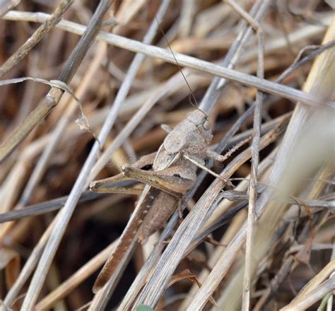 Grasshopper camouflage stock image. Image of protection - 42588689