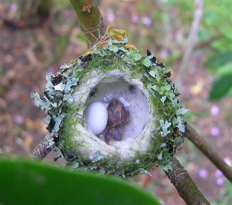 What Time Of Year Are Baby Hummingbirds Born - Baby Viewer