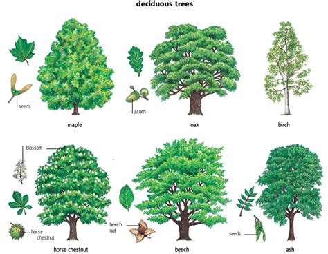 Deciduous tree shapes, leaves, fruit. | Deciduous trees, Oak tree drawings, Tree tattoo