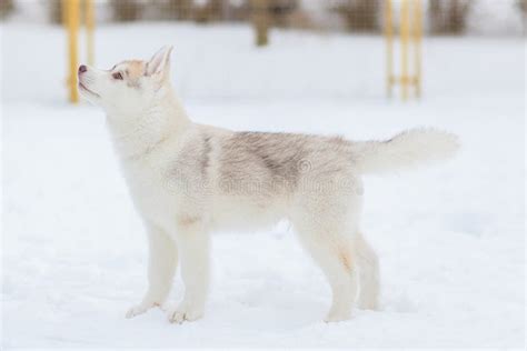 Puppies Playing in the Snow Husky Stock Photo - Image of playful, park ...