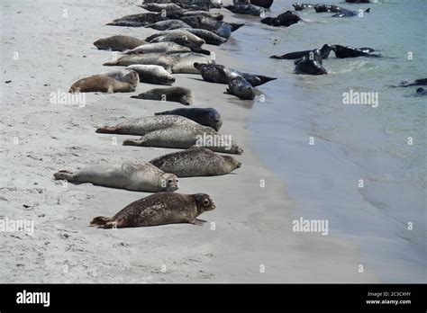 Gray seals on the beach of the Helgoland Duene Stock Photo - Alamy