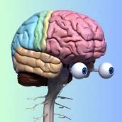 Download Human Brain Diagram android on PC