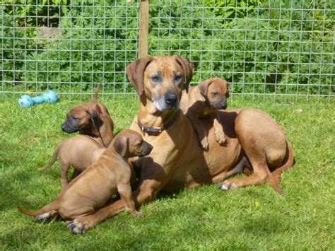 Ridgeback Puppies For Sale Nsw / Rhodesian Ridgeback puppies for sale ...