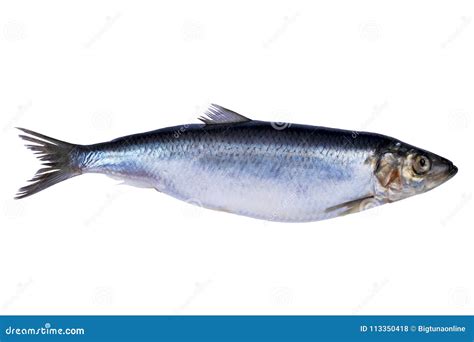 Herring Fish Isolated on White Background. Frozen Group of Fish. Iced Atlantic Fish. Herrings ...