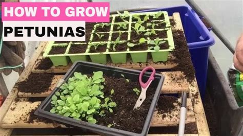 How to Grow Petunias from Seed - Start to Finish. | Petunias, Starting ...