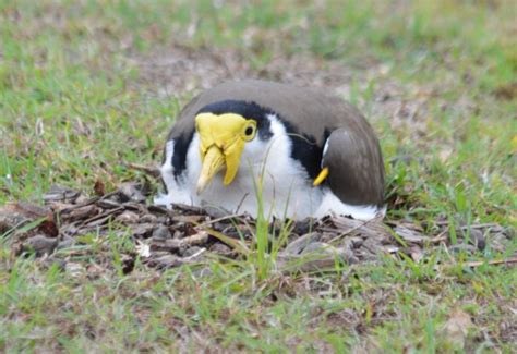 Nesting Spur-Wing Plovers | BIRDS in BACKYARDS