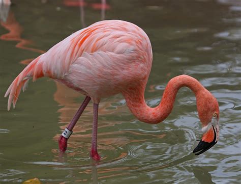 Pictures and information on American Flamingo